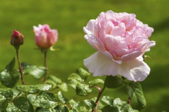 Pink blossom of the shrub rose with water droplets, bud next to it, North Rhine-Westphalia, Germany