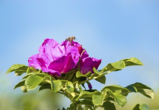 Western honey bee (Apis mellifera), also European honey bee, landing on pink blossom of a potato