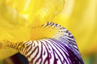 German iris (Iris × germanica), also known as knight's iris or true iris, yellow variegated form,