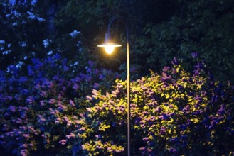Street lamp illuminates flowering lilac bushes (Syringa vulgaris), garden lilac, lilac, purple,