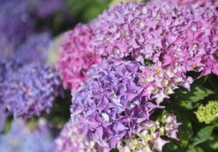 Pink and purple hydrangea flowers fill the picture, bright, lively, garden, summer garden,