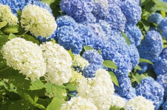 White and blue hydrangea flowers in a summer garden in the sunshine, garden hydrangea (Hydrangea