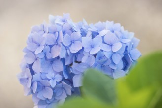 Delicate light blue flowering hydrangea in close-up with blurred, light background, green leaves,