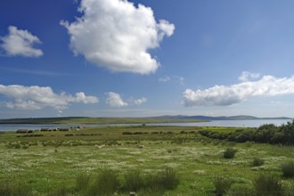 Vast summer landscape with grazing sheep and dramatic clouds in the blue sky, Orkney Islands,