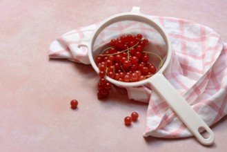 Redcurrants in kitchen sieve, Ribes rubrum