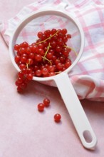 Redcurrants in kitchen sieve, Ribes rubrum