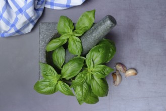 Basil in mortar, Ocimum basilicum