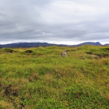 Whimbrel (Numenius phaeopus) in the breeding area, Snaefellsnes, West Iceland, Iceland