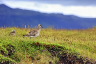 Whimbrel (Numenius phaeopus) in a meadow, Snaefellsnes, West Iceland, Iceland