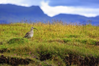 Whimbrel (Numenius phaeopus) in a wet meadow, Snaefellsnes, West Iceland, Iceland