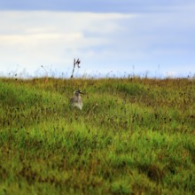 Whimbrel (Numenius phaeopus), young bird in the breeding area, Snaefellsnes, West Iceland, Iceland