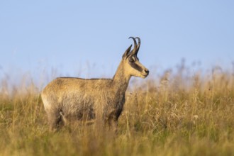 Chamois (Rupicapra rupicapra) on a meadow in the Vosges Mountains, wildlife, France