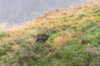 Chamois (Rupicapra rupicapra) youngster on a meadow in the Vosges Mountains, wildlife, France