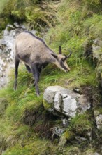 Chamois (Rupicapra rupicapra) on a mountain cliff in the Vosges Mountains, wildlife, France