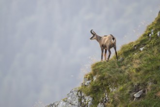 Chamois (Rupicapra rupicapra) on a mountain cliff in the Vosges Mountains, wildlife, France