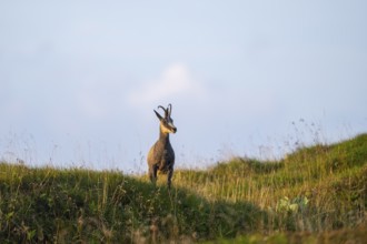 Chamois (Rupicapra rupicapra) on a meadow in the Vosges Mountains, wildlife, France