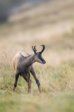 Chamois (Rupicapra rupicapra) on a meadow in the Vosges Mountains, wildlife, France