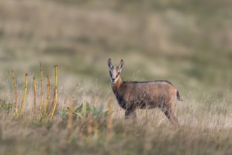 Chamois (Rupicapra rupicapra) youngster on a meadow in the Vosges Mountains, wildlife, France