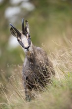 Portrait of a Chamois (Rupicapra rupicapra) on a meadow in the Vosges Mountains, wildlife, France