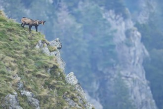 Chamois (Rupicapra rupicapra) on a mountain cliff in the Vosges Mountains, wildlife, France