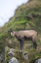 Chamois (Rupicapra rupicapra) on a mountain cliff in the Vosges Mountains, wildlife, France