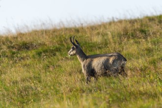 Chamois (Rupicapra rupicapra) on a meadow in the Vosges Mountains, wildlife, France