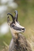 Portrait of a Chamois (Rupicapra rupicapra) on a meadow in the Vosges Mountains, wildlife, France