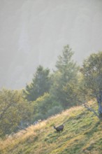 Chamois (Rupicapra rupicapra) on a meadow in the Vosges Mountains, wildlife, France