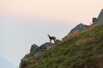 Chamois (Rupicapra rupicapra) on a mountain cliff in the Vosges Mountains, wildlife, France