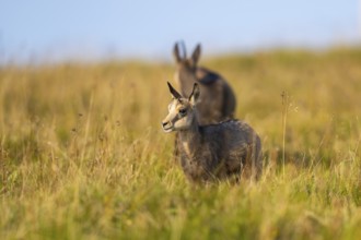 Chamois (Rupicapra rupicapra) youngster on a meadow in the Vosges Mountains, wildlife, France