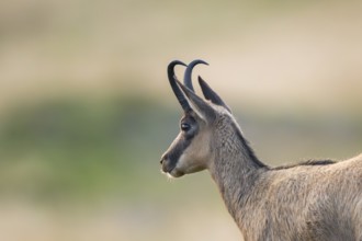 Portrait of a Chamois (Rupicapra rupicapra) on a meadow in the Vosges Mountains, wildlife, France