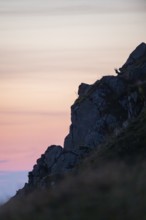 Chamois (Rupicapra rupicapra) on a mountain cliff at sunrise in the Vosges Mountains, wildlife,