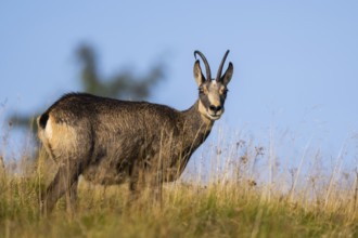Chamois (Rupicapra rupicapra) on a meadow in the Vosges Mountains, wildlife, France