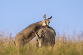 Chamois (Rupicapra rupicapra) mother with her youngster on a meadow in the Vosges Mountains,
