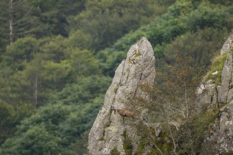 Chamois (Rupicapra rupicapra) on a mountain cliff in the Vosges Mountains, wildlife, France