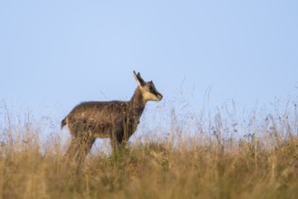 Chamois (Rupicapra rupicapra) youngster on a meadow in the Vosges Mountains, wildlife, France