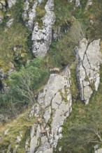 Chamois (Rupicapra rupicapra) on a mountain cliff in the Vosges Mountains, wildlife, France
