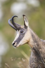 Portrait of a Chamois (Rupicapra rupicapra) on a meadow in the Vosges Mountains, wildlife, France