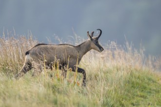 Chamois (Rupicapra rupicapra) on a meadow in the Vosges Mountains, wildlife, France