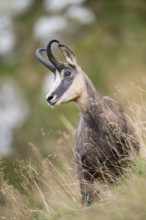 Chamois (Rupicapra rupicapra) on a meadow in the Vosges Mountains, wildlife, France