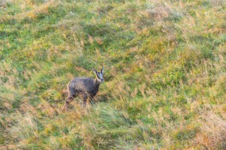 Chamois (Rupicapra rupicapra) youngster on a meadow in the Vosges Mountains, wildlife, France