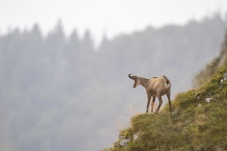 Chamois (Rupicapra rupicapra) on a mountain cliff in the Vosges Mountains, wildlife, France