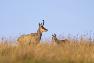 Chamois (Rupicapra rupicapra) mother with her youngster on a meadow in the Vosges Mountains,