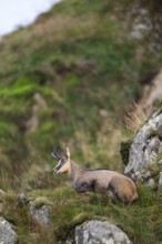 Chamois (Rupicapra rupicapra) on a mountain cliff in the Vosges Mountains, wildlife, France