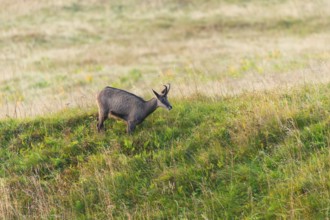 Chamois (Rupicapra rupicapra) on a meadow in the Vosges Mountains, wildlife, France