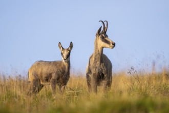 Chamois (Rupicapra rupicapra) mother with her youngster on a meadow in the Vosges Mountains,