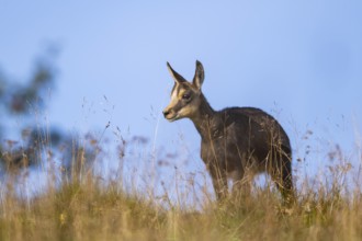 Chamois (Rupicapra rupicapra) youngster on a meadow in the Vosges Mountains, wildlife, France