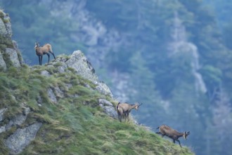 Chamois (Rupicapra rupicapra) on a mountain cliff in the Vosges Mountains, wildlife, France
