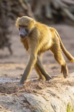 Guinea baboon (Papio papio) walking on the ground, Bavaria, Germany Europe
