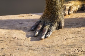 Guinea baboon (Papio papio), foot, detail, Bavaria, Germany Europe